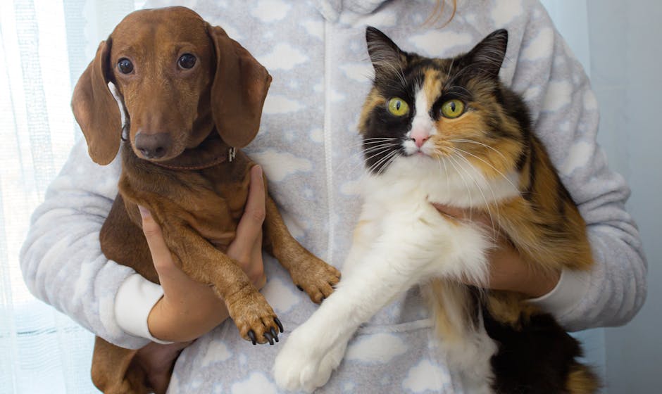 Email Marketing for US Pet Care Brands: Building Loyalty and Repeat Purchases