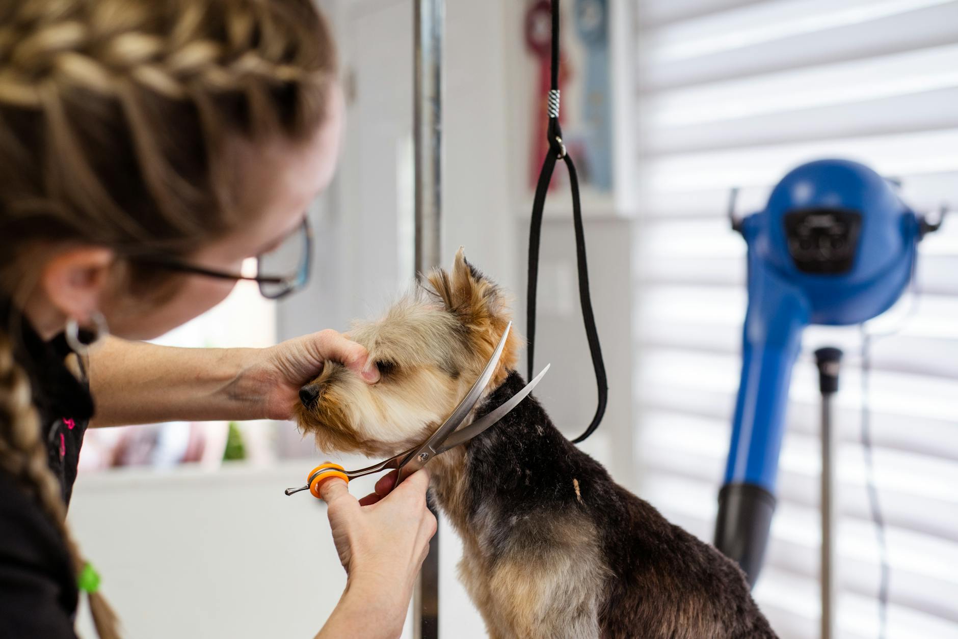 Seasonal Email Campaigns for Pet Brands: Flea Season, Winter Care, and Beyond